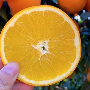 脐橙哪里产的好吃