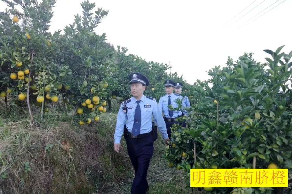 赣南脐橙果园护橙行动，他们在参与